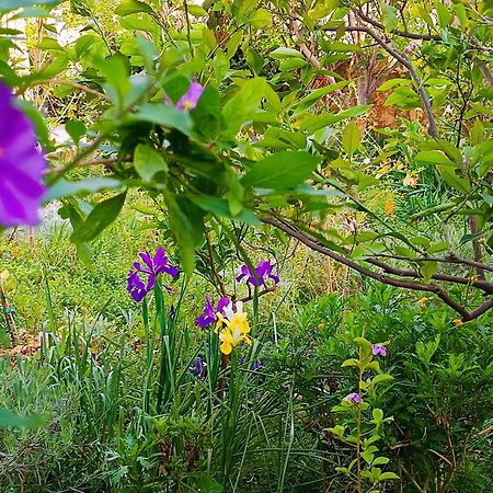 Olive Lemon Biophilic House & Lush Forest Garden Vamos Exterior foto