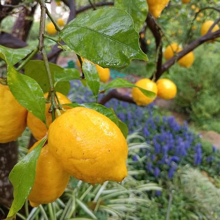 Olive Lemon Biophilic House & Lush Forest Garden Vamos Exterior foto