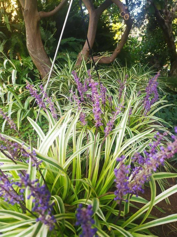 Olive Lemon Biophilic House & Lush Forest Garden Vamos Exterior foto