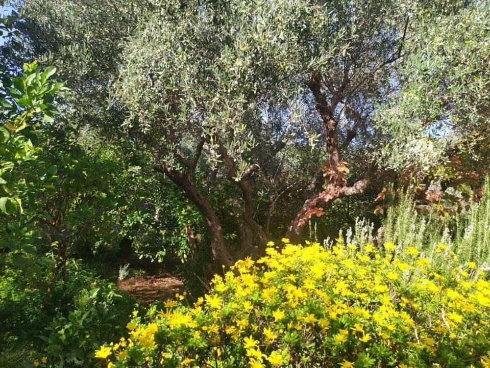 Olive Lemon Biophilic House & Lush Forest Garden Vamos Exterior foto