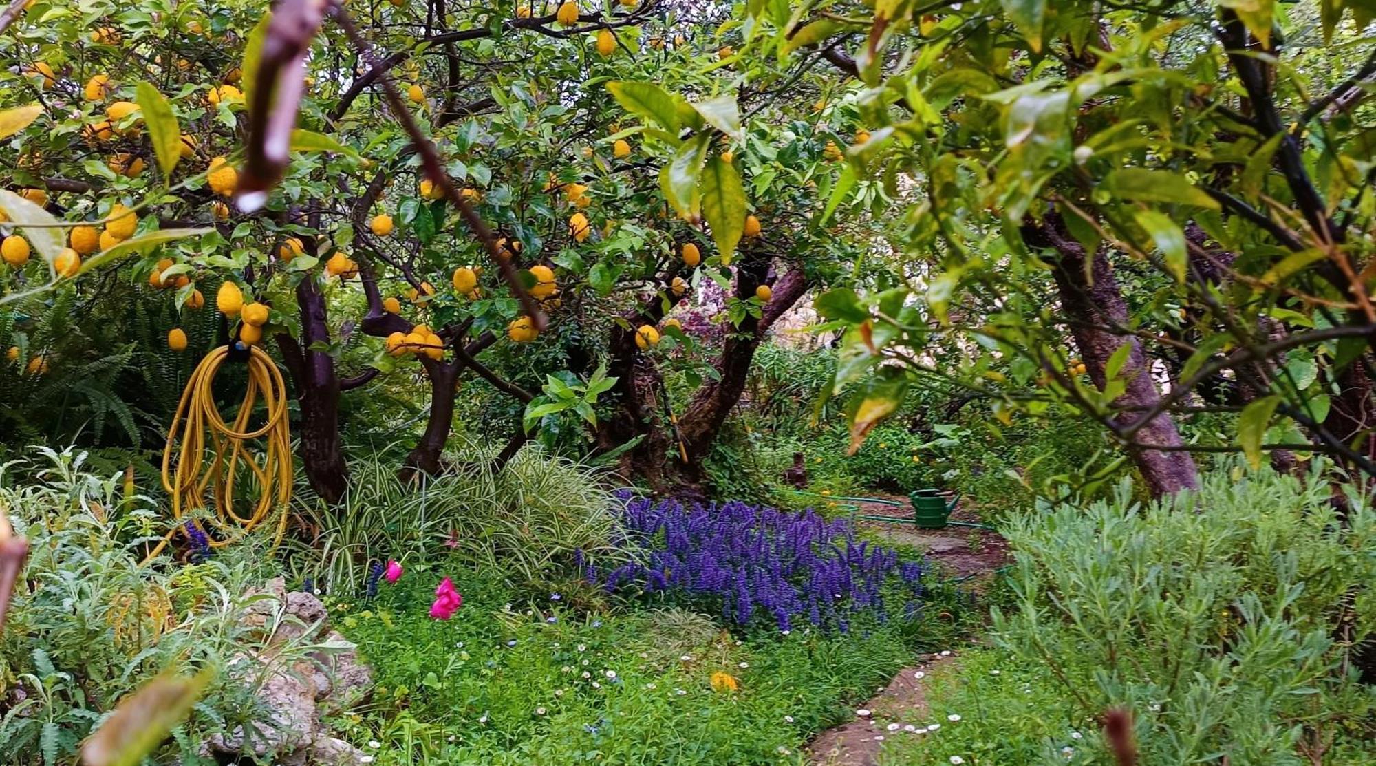 Olive Lemon Biophilic House & Lush Forest Garden Vamos Exterior foto